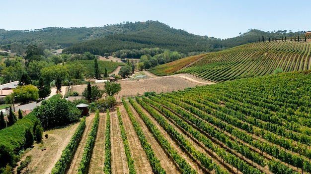 Exploring Tuscany’s Vineyards: A Journey Through Chianti